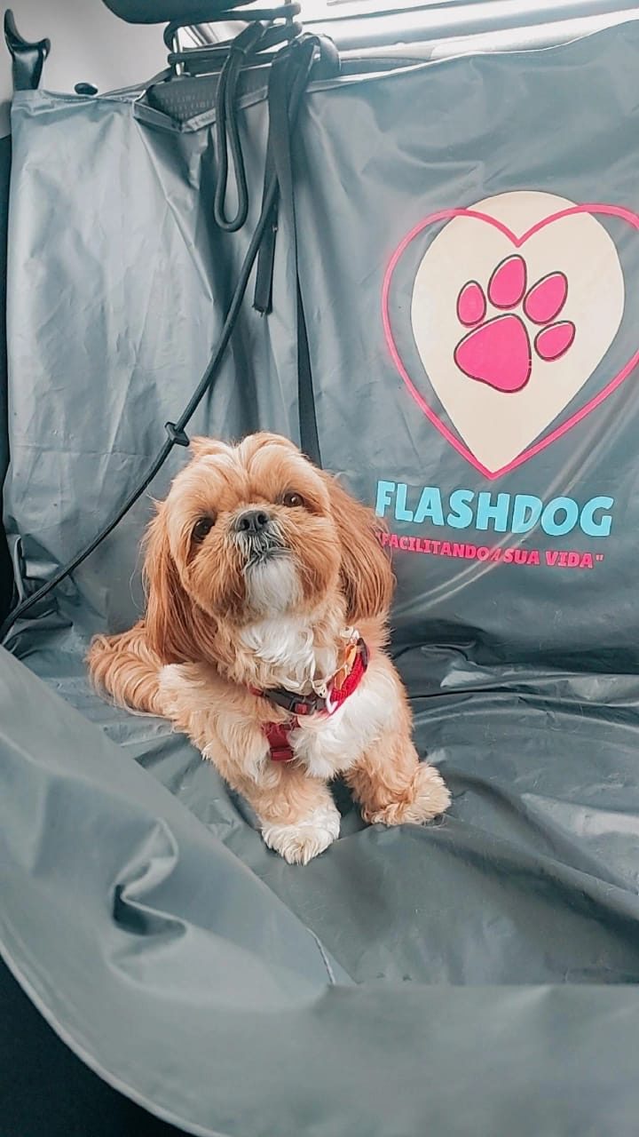 Pet sendo transportado em parceria com pet shop